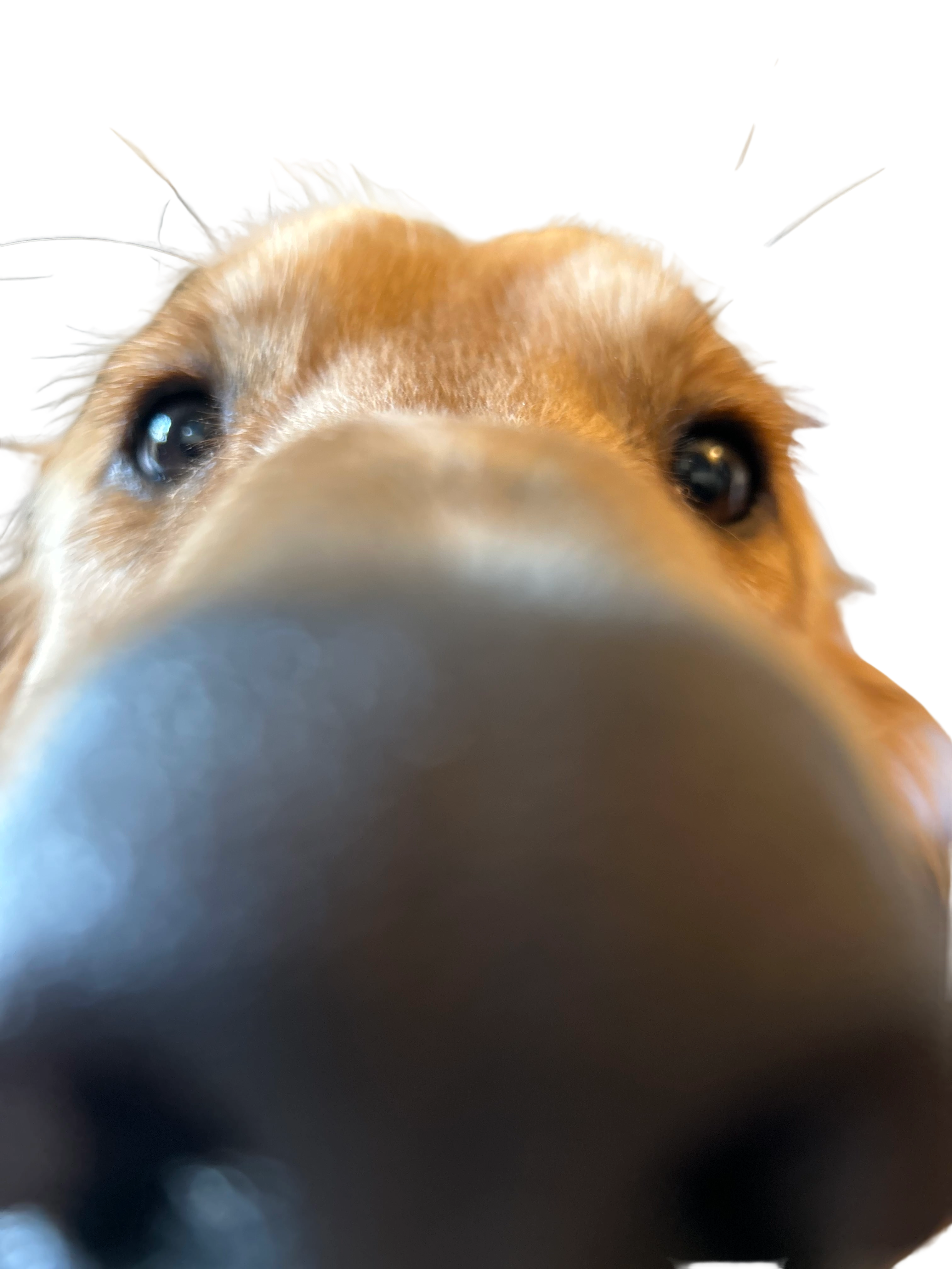 A happy golden retriever